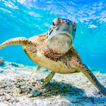 Sea turtle, Marine Life, conservation, ocean, education