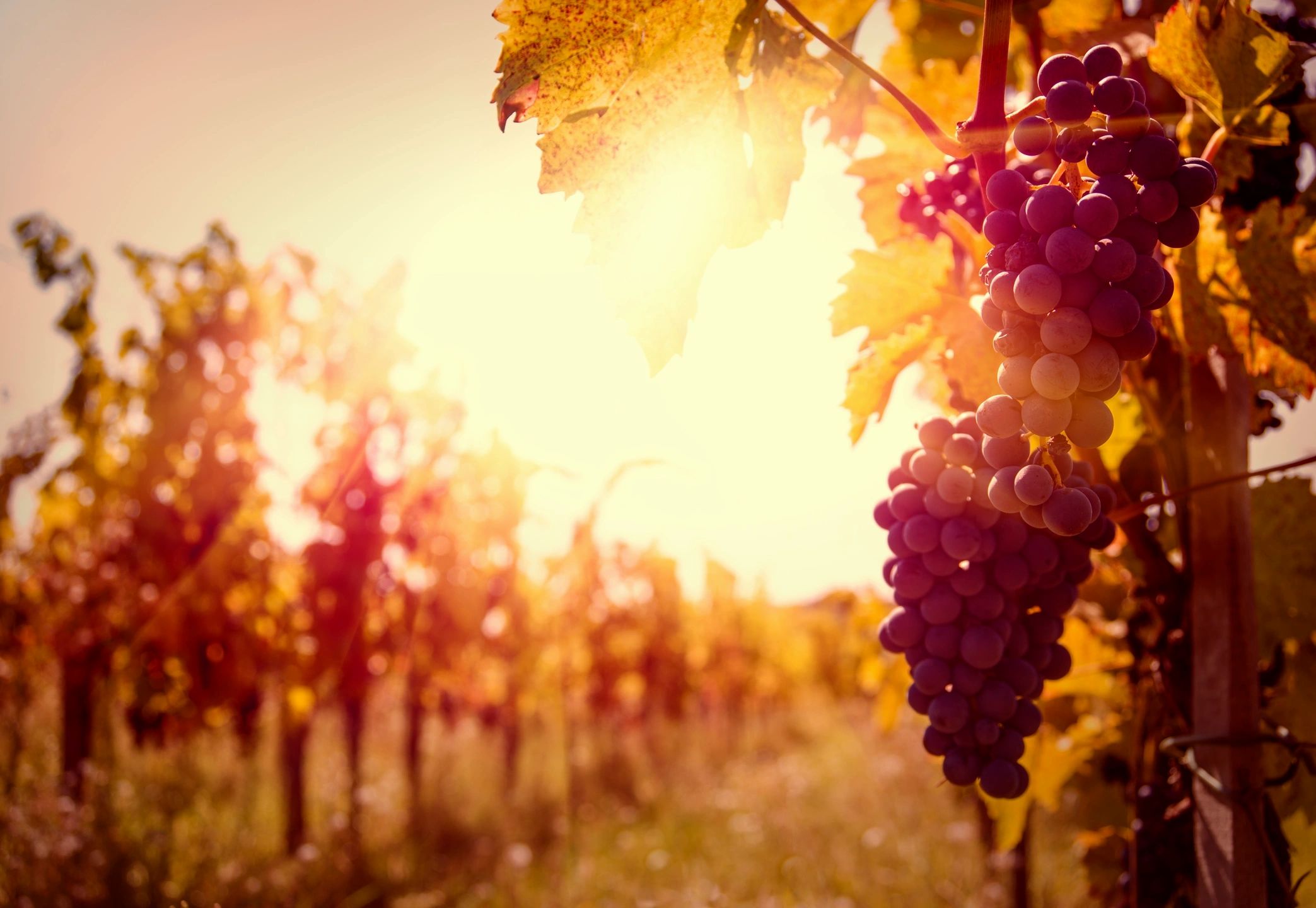 Sunlit grapes hanging on a vine in a vineyard.