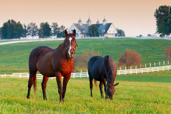 Two horses grazing on a green pasture with a farmhouse in the background.