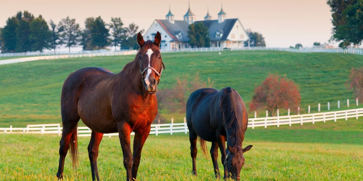 Jersey Equestrian Livery