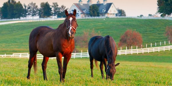 Two horses in a green pasture near a house.