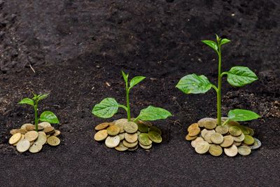 Three piles of coins with three plants growing out of the ground. 