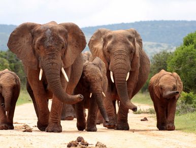 Family of elephants on a road in Tanzania
