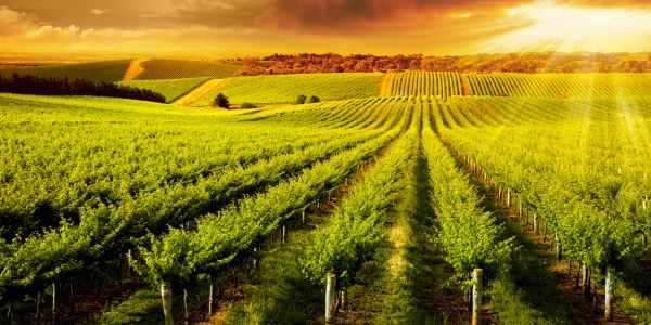 Sunlit vineyard rows extending towards the horizon under a dramatic sky.