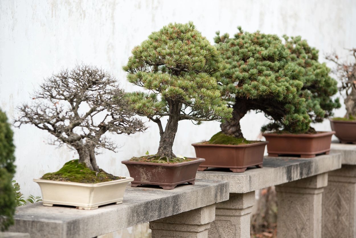 According to Bonsai & Bloom, the best Bonsai nutrients are those of equal NPK balance.