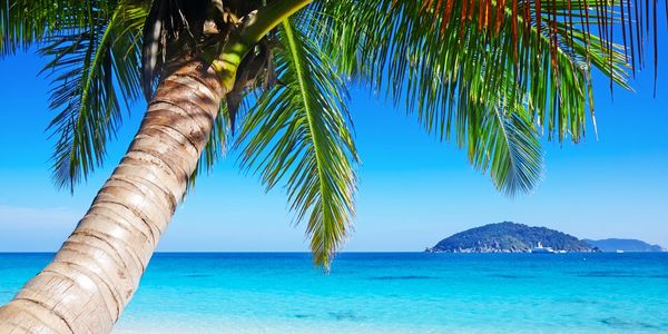 Palm tree overlooking a beach