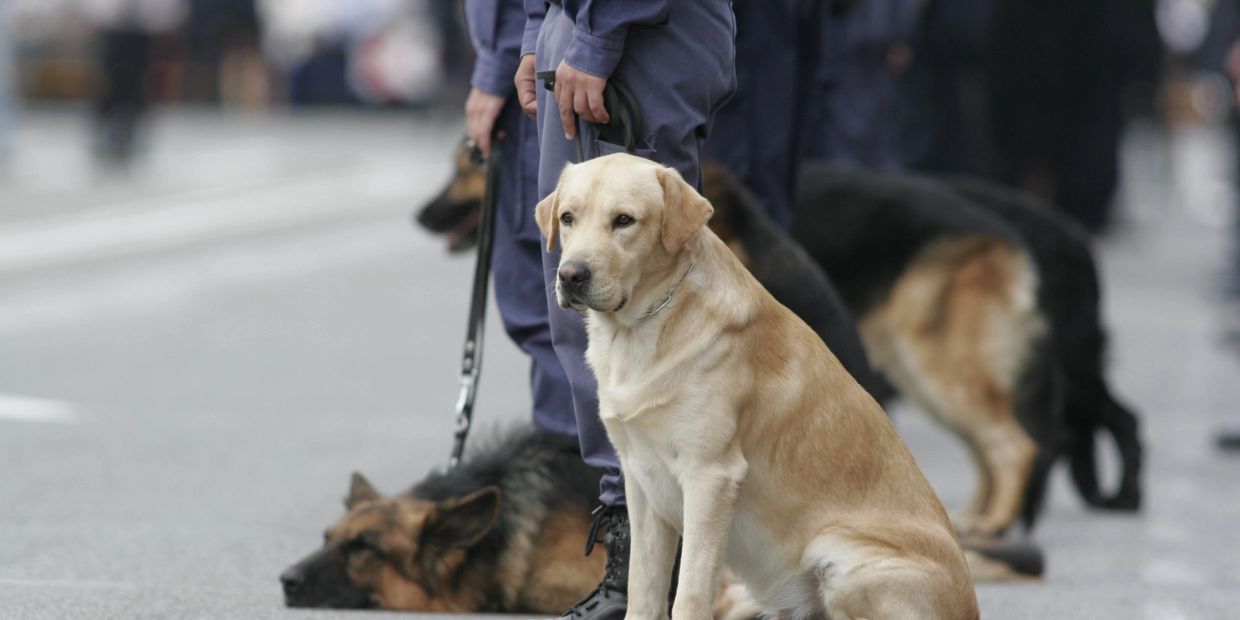 Police officers with working dogs on a city street.