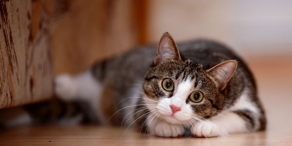 curious cat playing with cat sitter