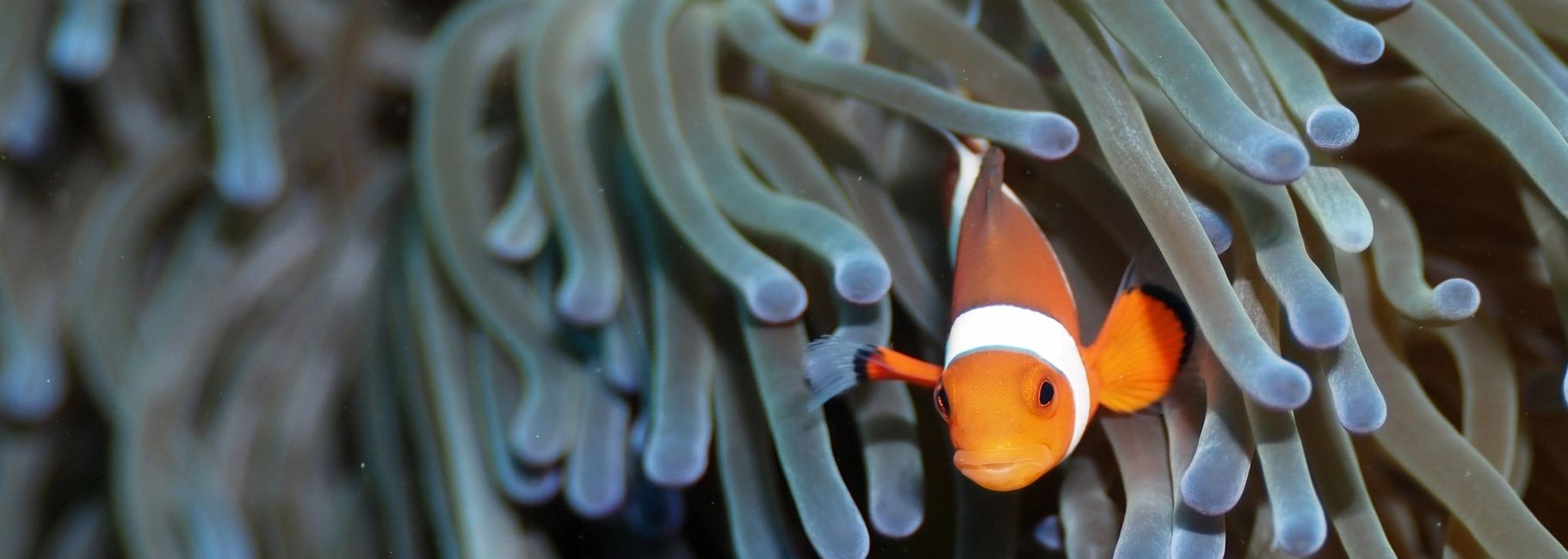 Hookamax Dive Systems Hookah Dive Systems, 12v Hookah System Hookamax Dive Systems