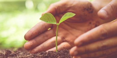 A person planting on the ground