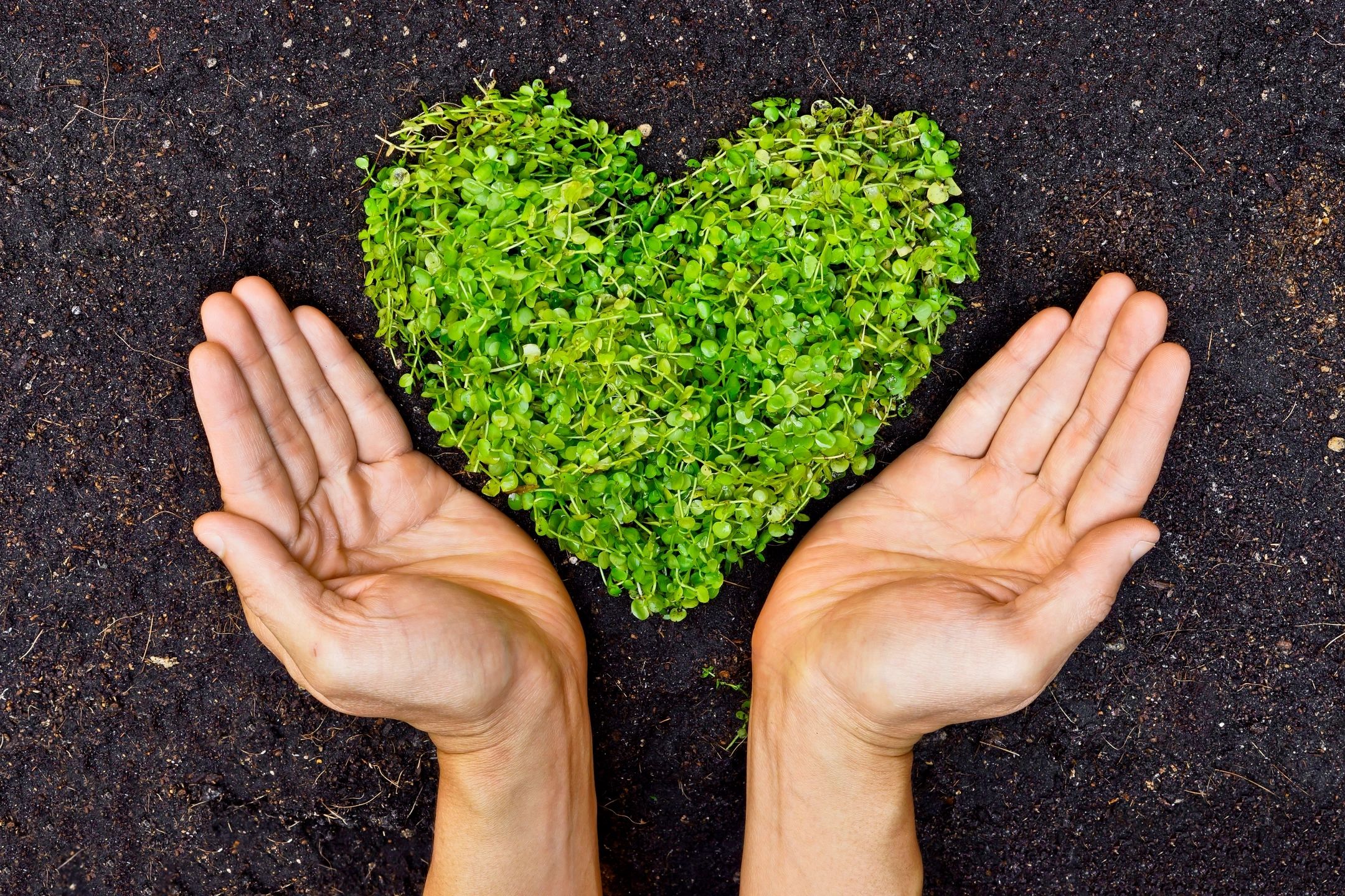 hands around heart shaped plant 