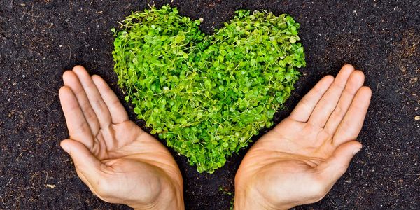 Two hands posed as though they are supporting a heart made of small green plants on a background of 