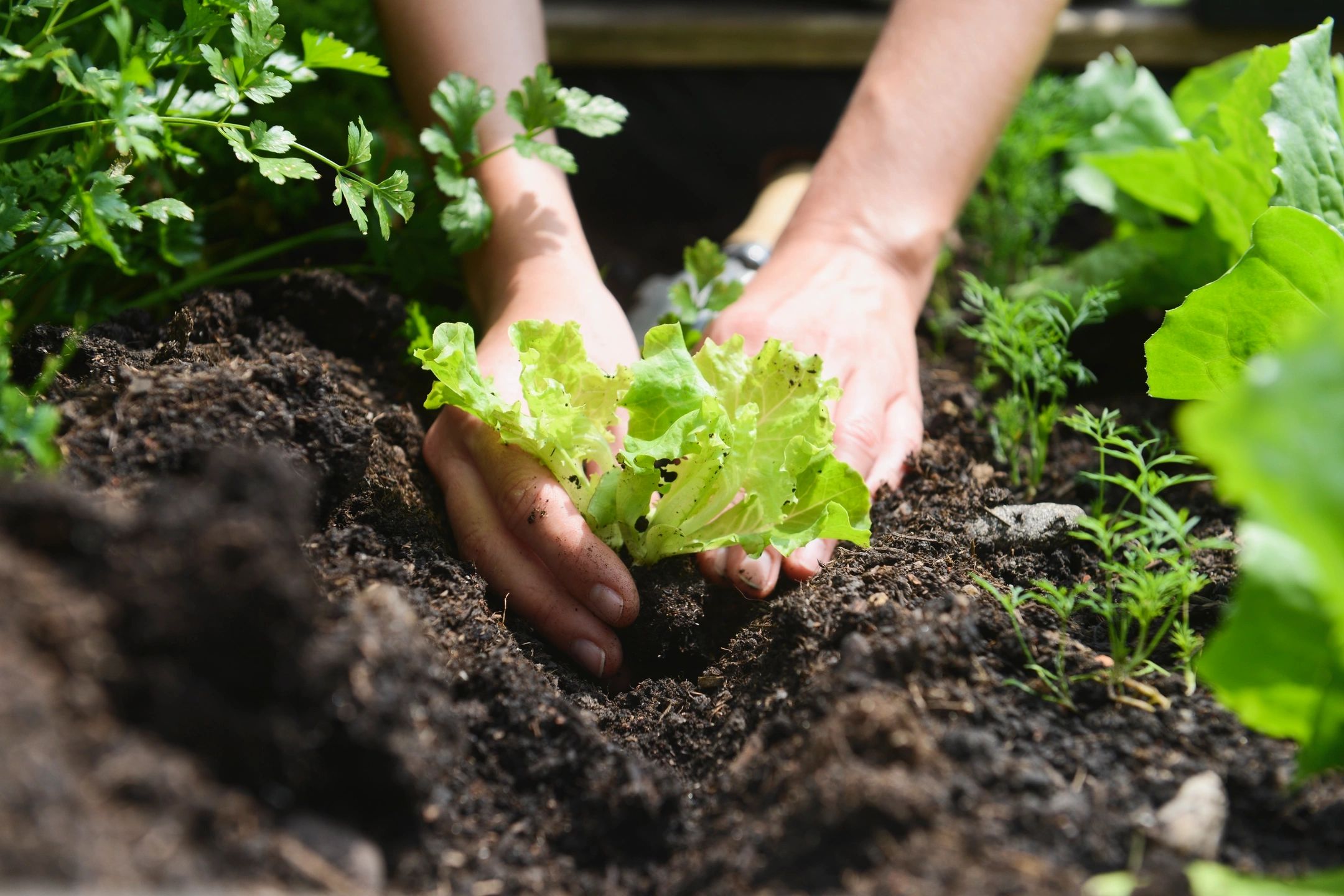 Planting material. Высадка растений. Посадка растений. Посадка овощей. Сажание растений.