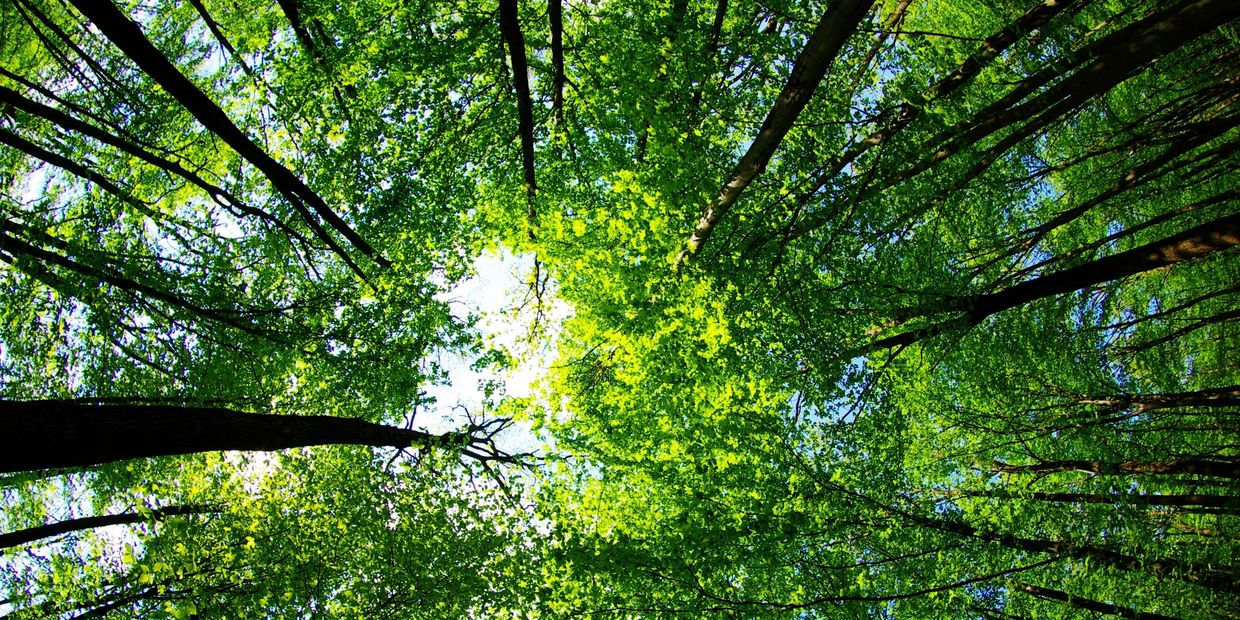 Looking up at lush green tree canopies against a bright sky.