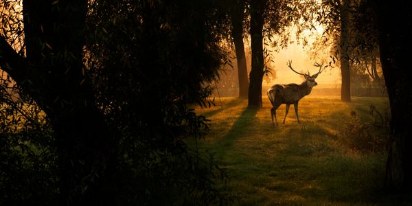 Voor veel Canadezen is het afschieten van een hert of van ander dier, een geweldige gebeurtenis.