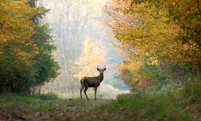 Deer by chestnut trees