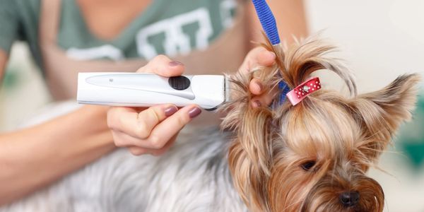 Yorkshire terrier grooming