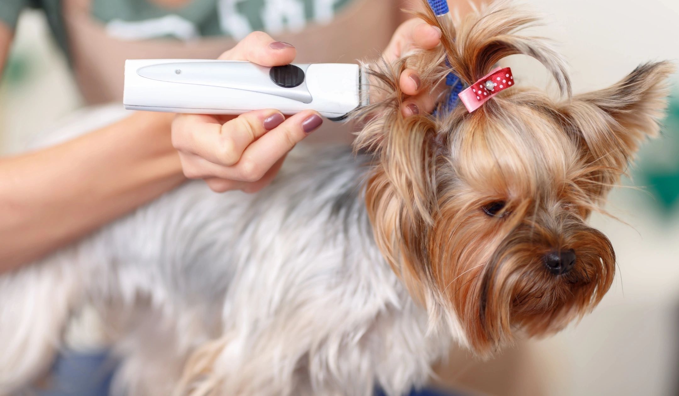 how much does a mobile otterhound groomer cost