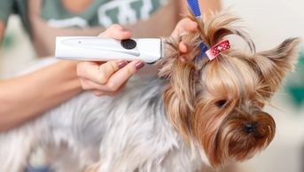 Nantucket Dog Groomer 