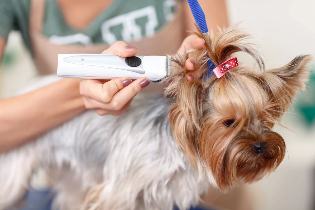 Bubbles And Bows Mobile Dog Grooming in Carlsbad, California