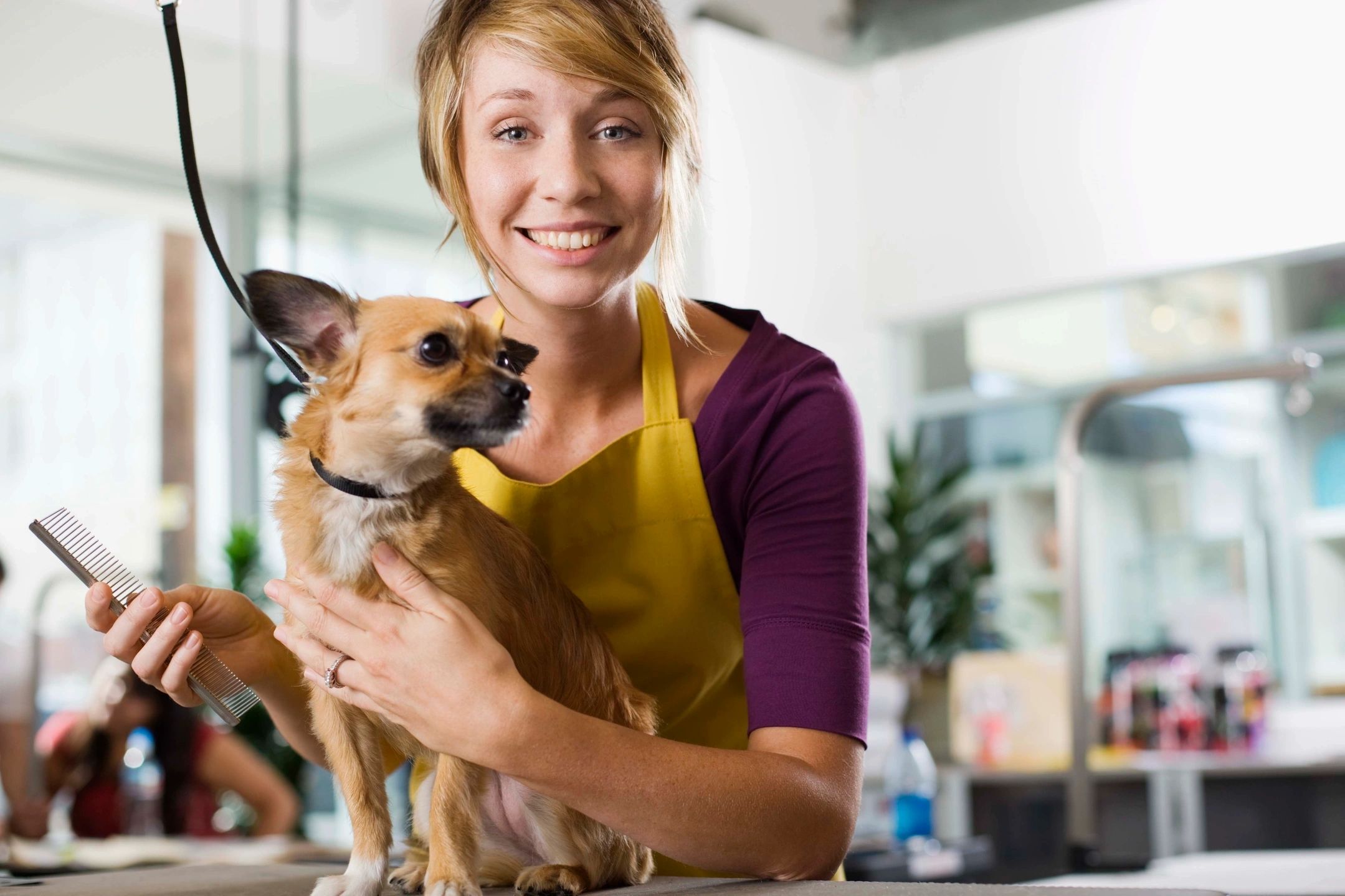 Dog Haven Studio dog grooming listing photo