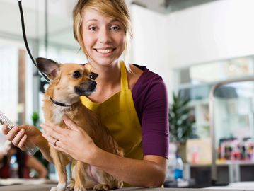 a chihuahua dog being groomed