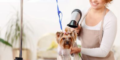 dog being groomed