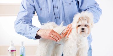 6-8 weeks: owner to brush at home 3/4 times a week. eg. shih Tzu, Lhasa, mini schnauzer, yorkie