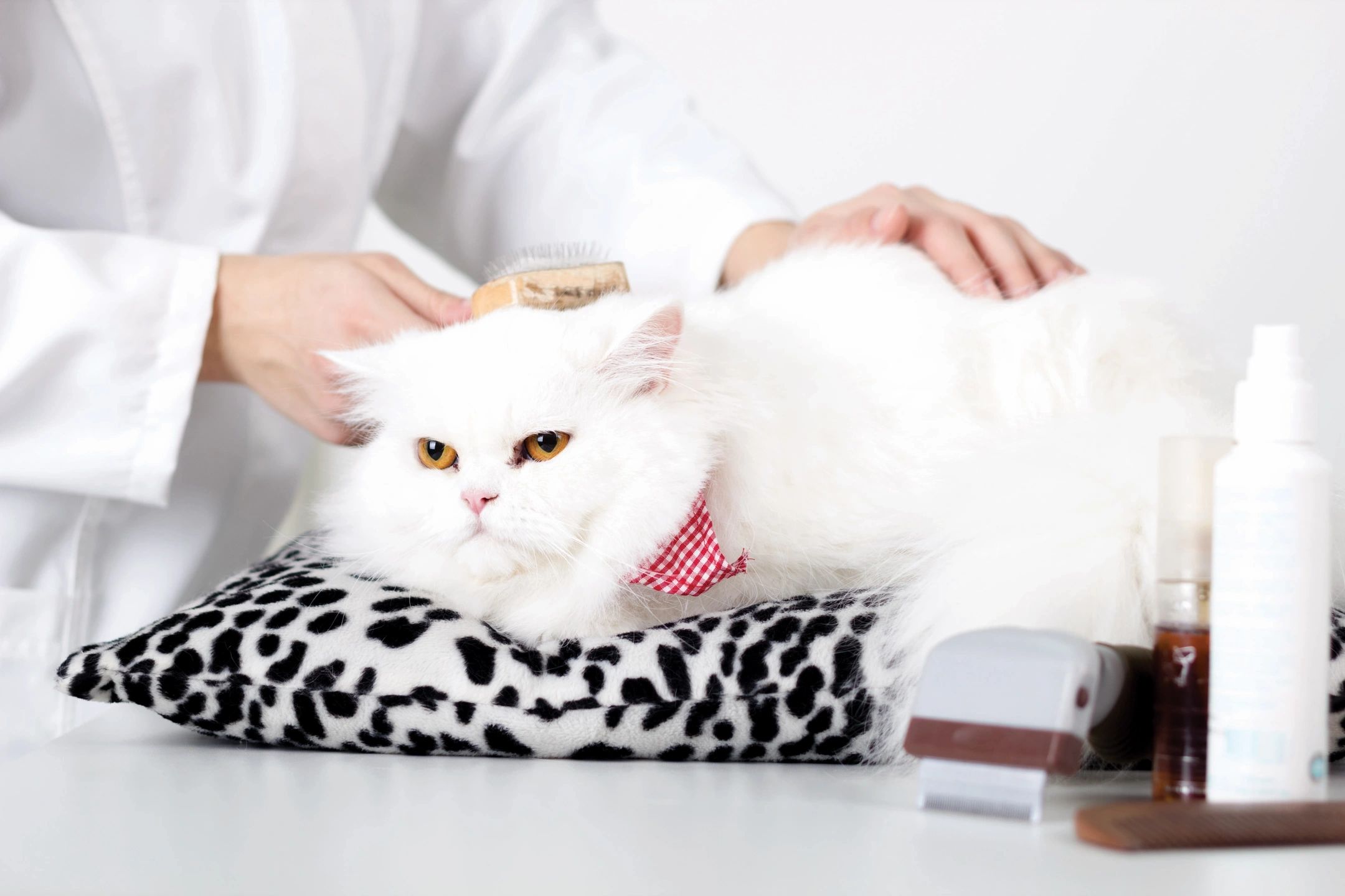 The 10 Best Cat Groomers Near Me (with Free Estimates) atelieryuwa