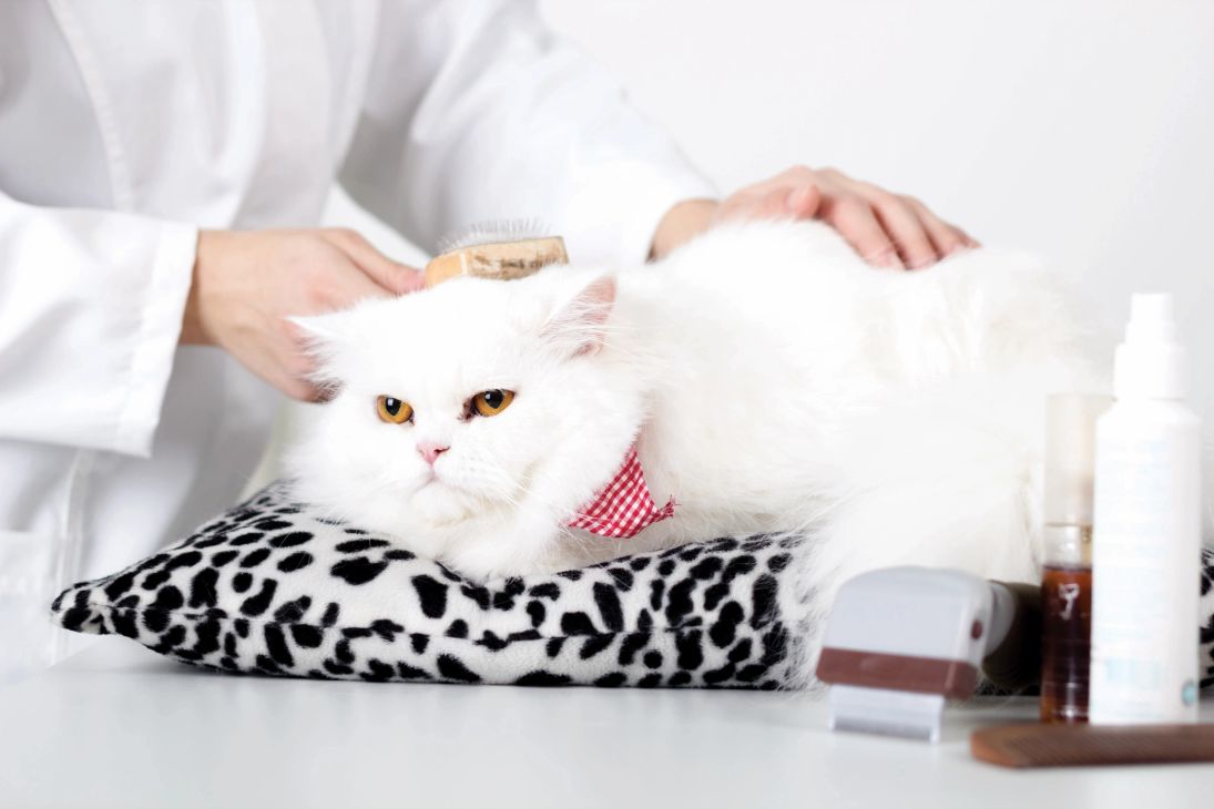 4 Bubbly Paws dog grooming listing photo