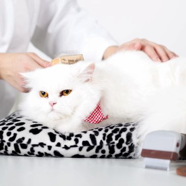Cat Grooming Vancouver