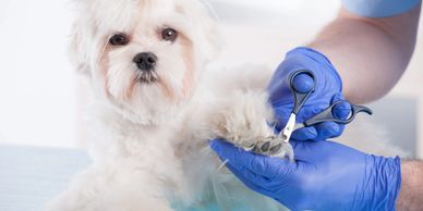 Pet grooming and shots near best sale me