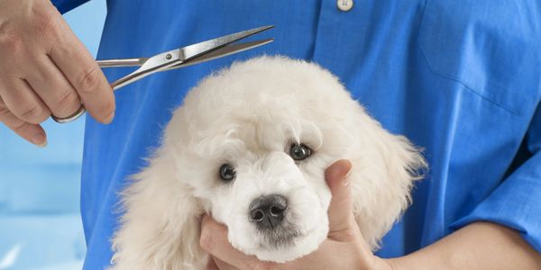 a white dog being groomed.