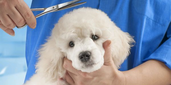 poodle grooming