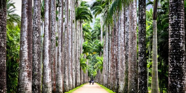 Rows of Palm trees