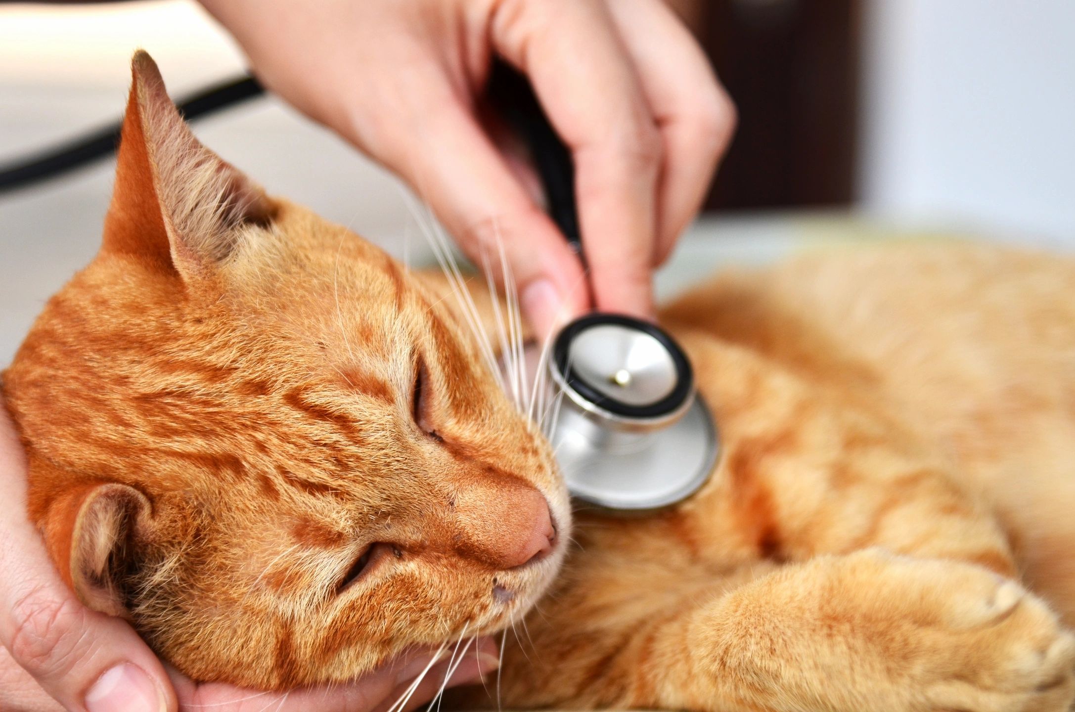 productos veterinarios para gatos, felinos.
productos para mascotas.