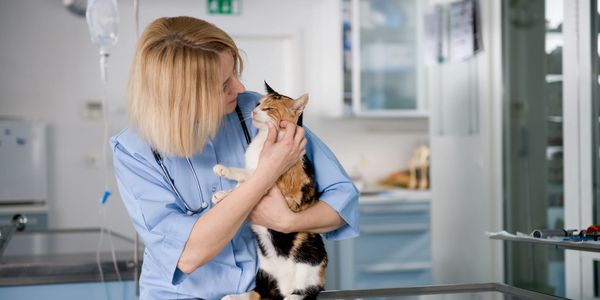 Local Vet giving a cat a medical care