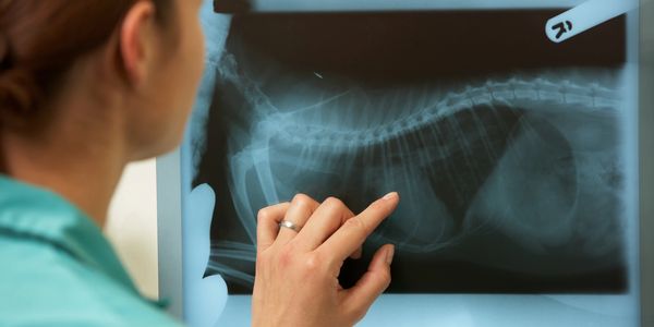 Doctor looking at an xray