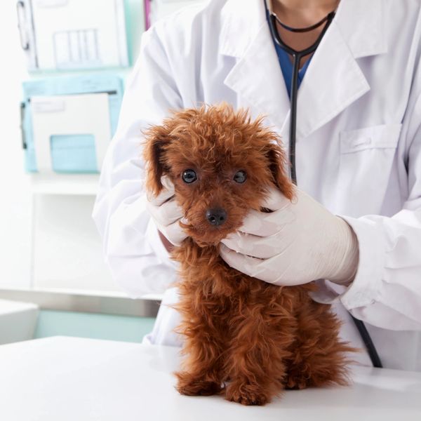 Puppy veterinary wellness examination by a veterinarian