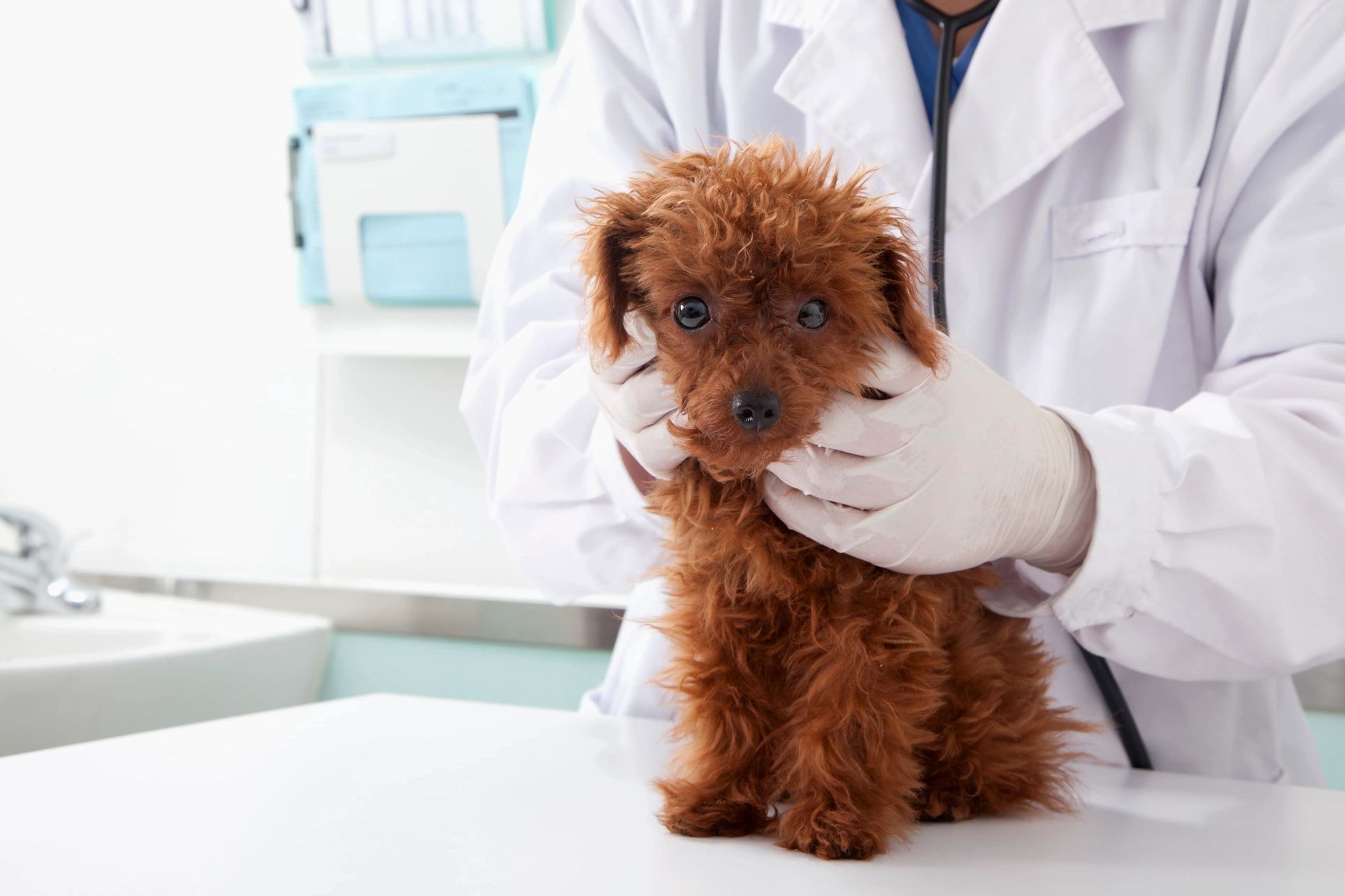 A small brown dog being examined by a veterinarian.
