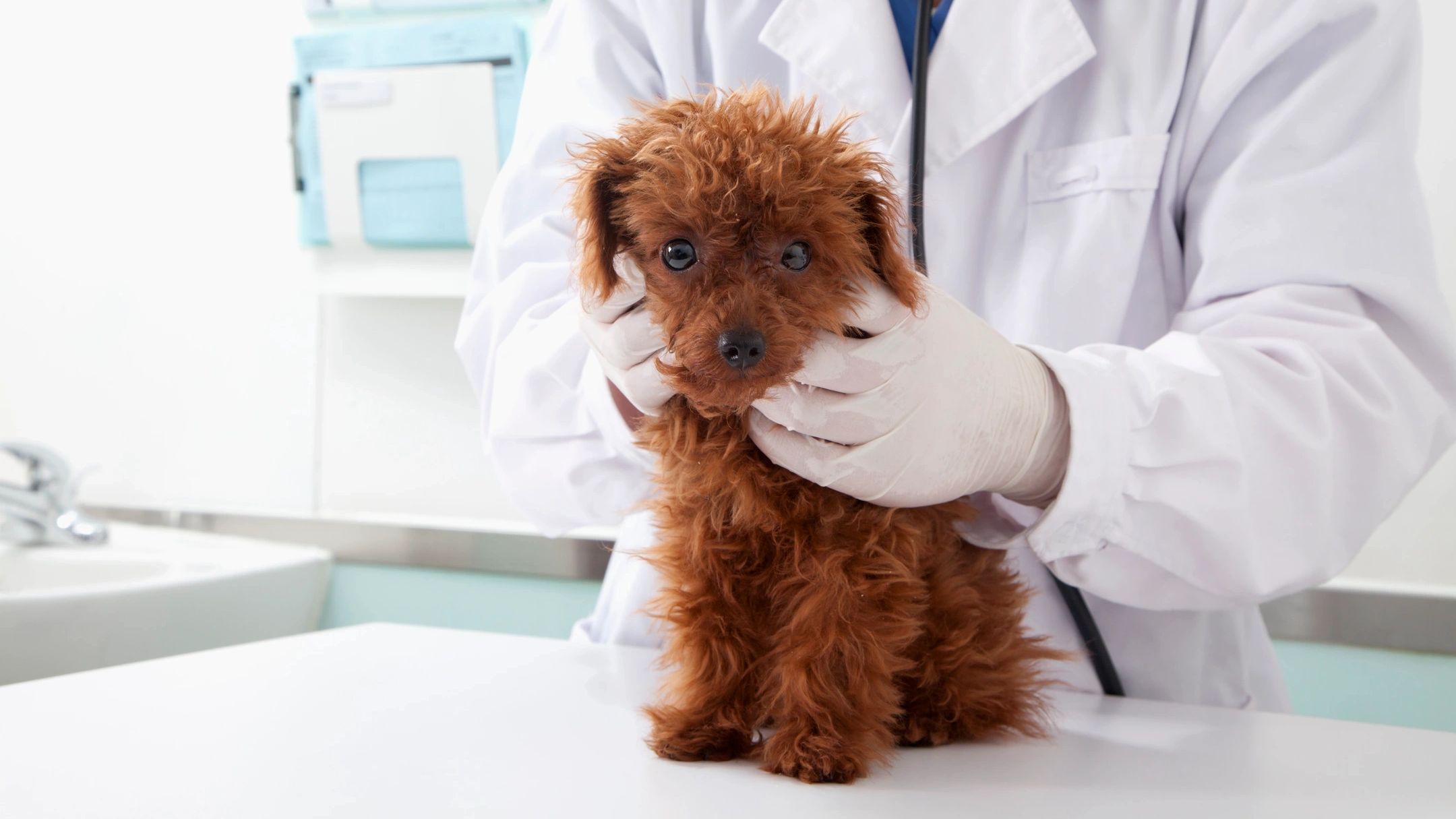 how to treat a dog for sand flies