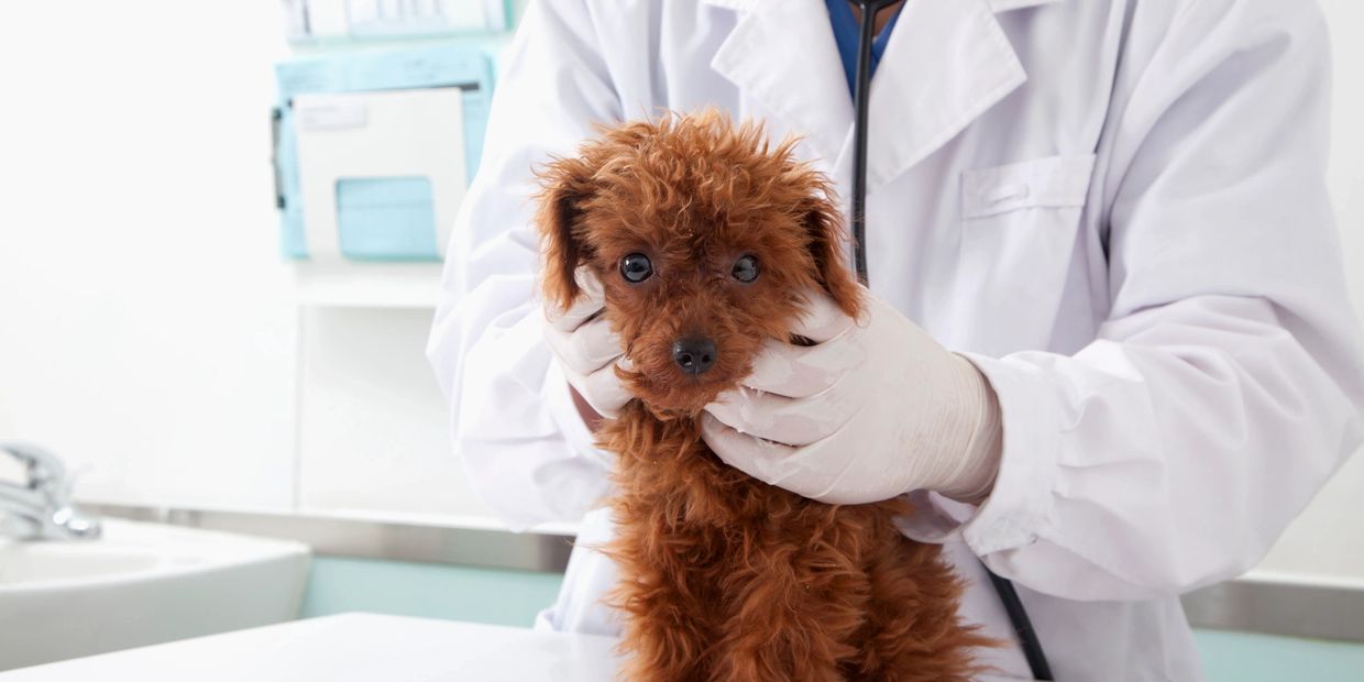 A veterinarian examining a small brown poodle puppy.