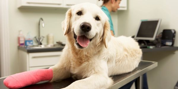 Labrador with broken leg laying on exam table in veterinary office.