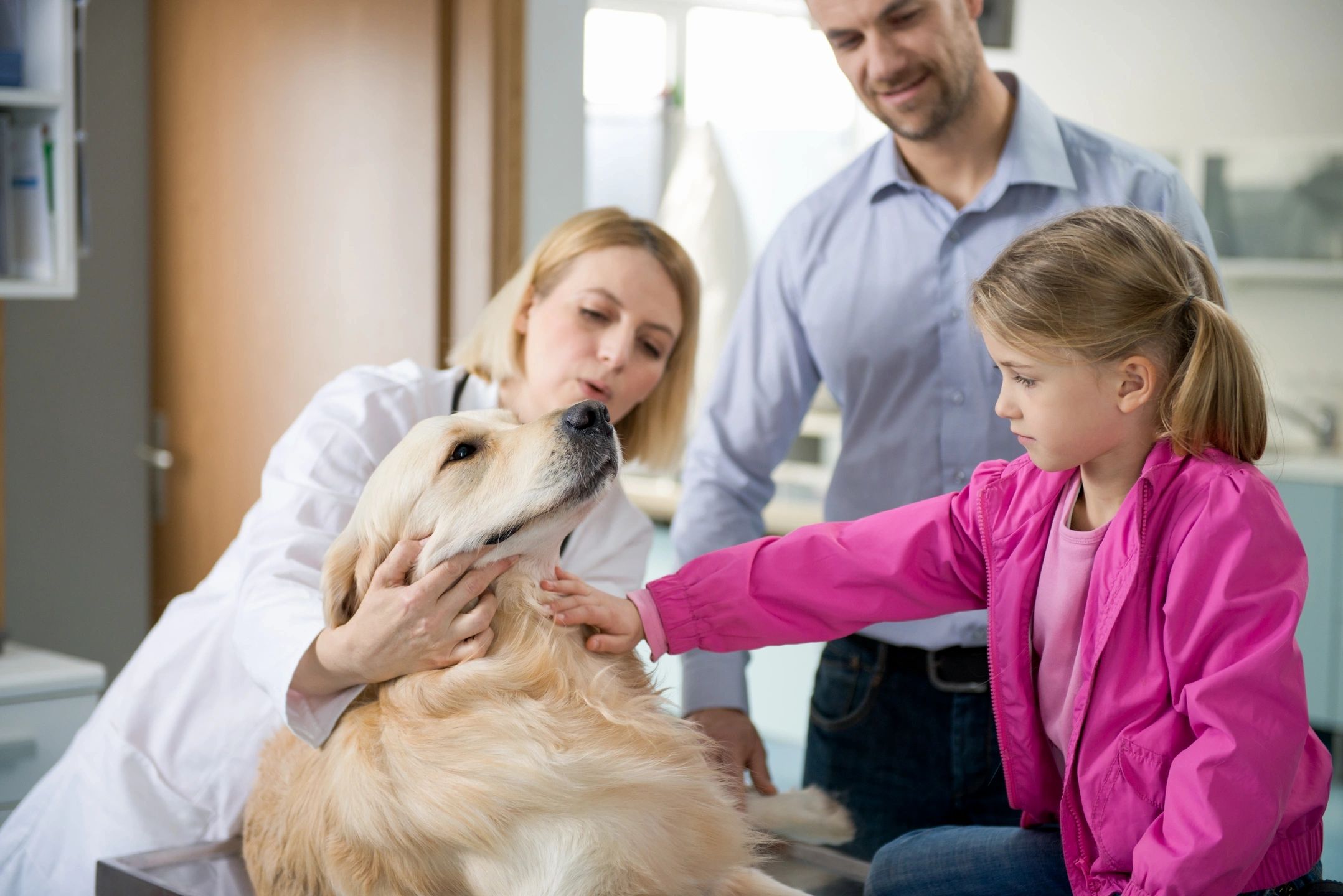 Keeping pets listen. Ветеринария. Выезд ветеринара. Ветеринар с собакой. Карьера ветеринара.