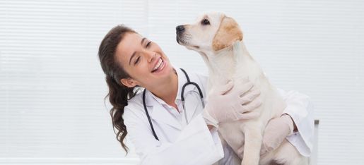 Vet Hospital Offering Urgent Care in North Beaverton