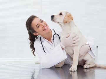 A vet who is smiling looking at a lab puppy who is sitting down. Vet is cuddling him. 