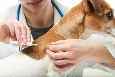 Dogs and cats vaccines. Puppy and kitten packages. Healthier Pet Veterinary Care