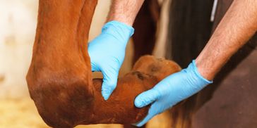 large animal horse and livestock care. hoof and hock and horse joint check by doctor.