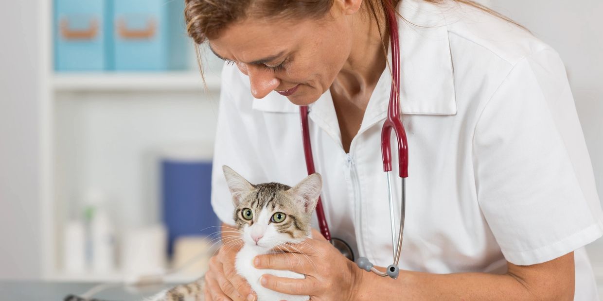 A veterinarian gently holds a cat during an examination.