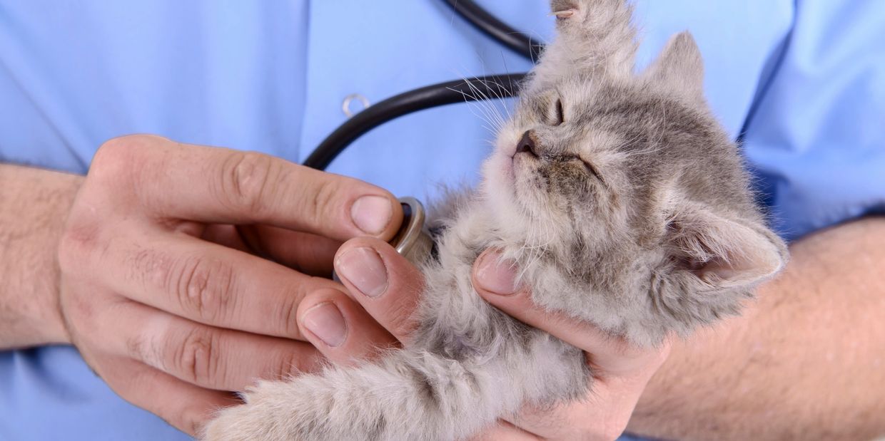 A kitten having it's vitals checked out by a vet tech.